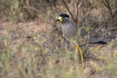 Indisk Lapvibe / Yellow-wattled lapwing