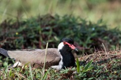 Indisk Vibe / Red-wattled lapwing