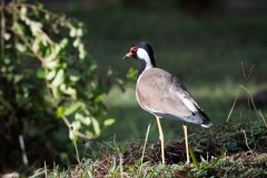 Indisk Vibe / Red-wattled lapwing
