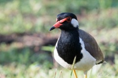 Indisk Vibe / Red-wattled lapwing