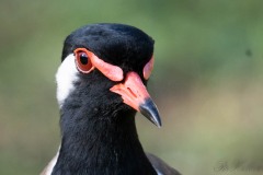 Indisk Vibe / Red-wattled lapwing