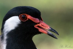 Indisk Vibe / Red-wattled lapwing