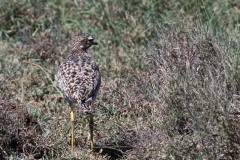 Plettet triel / Spotted Stone Curlew