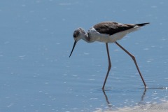 Stylteløber / Black winged Stilt