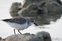 Dværgryle / Little Stint