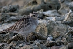 Pacific Golden Plover / Sibirisk Hjejle