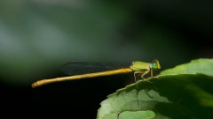 Gul voksehale - Sri Lanka