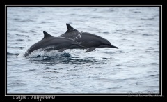 Delfin