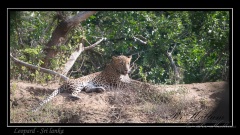 Leopard