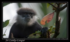 Sri Lanka-Langur / Purple-Faced Langur