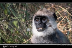 Grå Langur