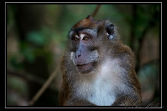 Javaabe / Long tailed Macaque