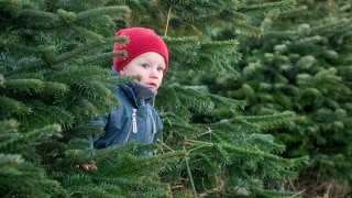 Ikke nemt at finde det rette juletræ