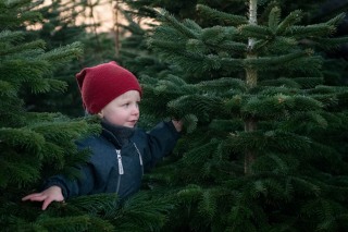 Her er det rette juletræ