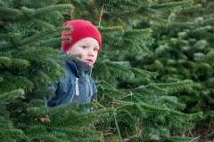 Ikke nemt at finde det rette juletræ