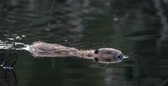 Bæver