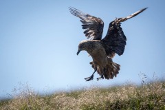 Storkjove