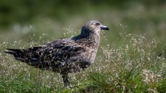 Storkjove