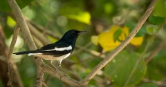 Dayal /  Oriental Magpie-robin