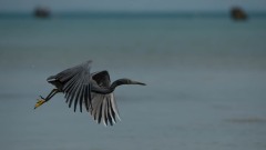 Revhejre /  Pacific Reef Heron