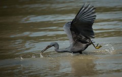 Revhejre /  Pacific Reef Heron
