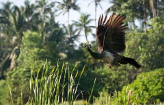 Påfugl / Indian peafowl