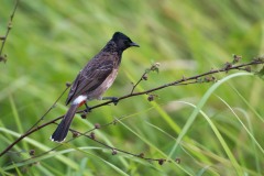 Rødgumpet Bulbul / Red-vented Bulbu