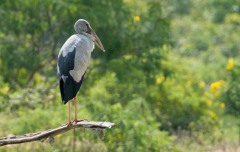 Asiatisk Gabenæb / Openbill Stork
