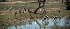 Indisk Skovstork / Painted Stork og en sølvhejre