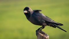 Huskrage / House Crow