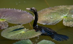 Dværgskarv, Pygmy Cormorant