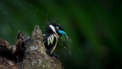 Guløjet brednæb / Black-and-yellow Broadbil