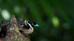 Guløjet brednæb / Black-and-yellow Broadbil