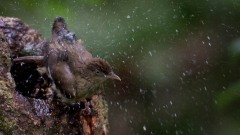 Malayiole / Buff-vented Bulbul