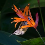 Kobberstrubet Solfugl / Copper-throated Sunbird