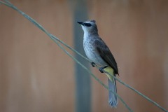 Hvidbrynet Bulbul / ellow-vented Bulbul
