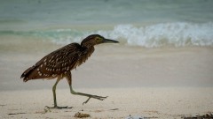 Nathejre / Rufous Night Heron