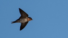 Stillehavssvale / Pacific swallow