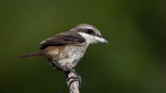 Brun tornskade / Brown Shrike