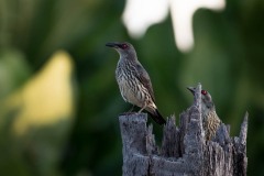 Træstær / Asian Glossy Starling