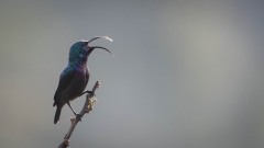 Langnæbbet Purpursolfugl / Loten´s Sunbird