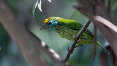Gulpandet Skægfugl /  Yellow-fronted Barbet