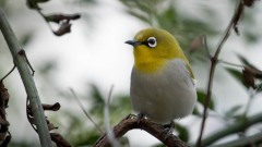 Guløjet brednæb / Black-and-yellow Broadbil