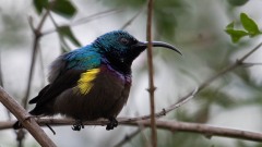 Langnæbbet Purpursolfugl / Loten´s Sunbird