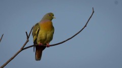 Orangebrystet Papegøjedue / Orange-breasted green pigeon