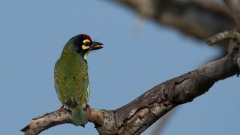 Kobbersmed / Coppersmidth Barbet
