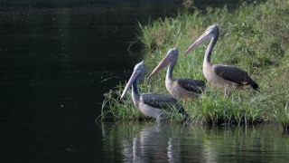 Grå Pelikan / Spot-billed pelican