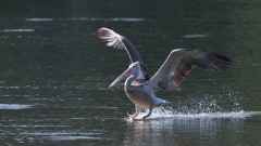 Grå Pelikan / Spot-billed pelican