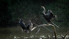 Darter / Indian Cormorant og Indisk Skarv / Indisk slangehalsfugl