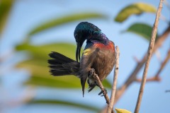Langnæbbet Purpursolfugl / Loten´s Sunbird ♂
